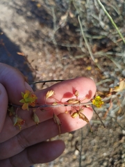 Hoffmannseggia intricata
