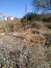 Hoffmannseggia intricata