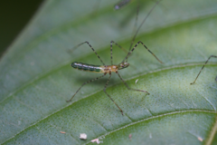 Zelus annulosus