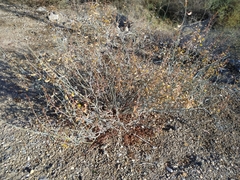 Hoffmannseggia intricata