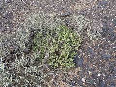 Drosanthemopsis diversifolia