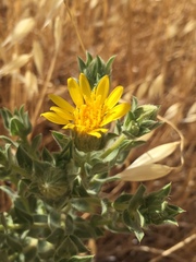 Heterotheca sessiliflora echioides