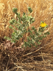 Heterotheca sessiliflora echioides