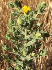 Heterotheca sessiliflora echioides