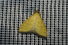 Mecyna flavalis