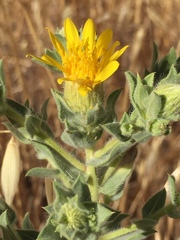 Heterotheca sessiliflora echioides