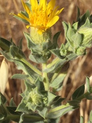 Heterotheca sessiliflora echioides