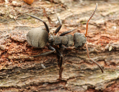 Camponotus mucronatus