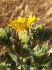 Heterotheca sessiliflora echioides