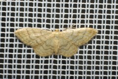 Idaea dilutaria