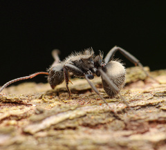 Camponotus mucronatus