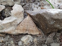 Zanclognatha lunalis