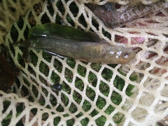 Padogobius bonelli