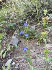 Penstemon attenuatus