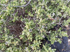 Drosanthemopsis diversifolia
