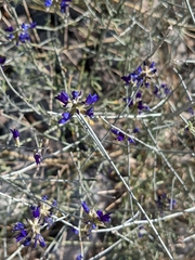Psorothamnus scoparius