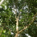 Mamey
