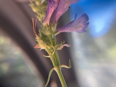 Penstemon attenuatus