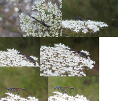 Evanioidea