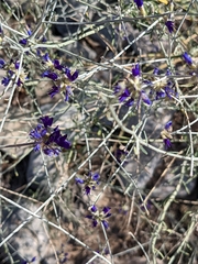 Psorothamnus scoparius