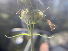 Penstemon attenuatus