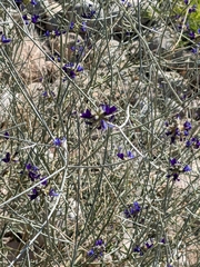 Psorothamnus scoparius