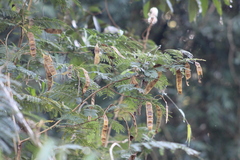 Parapiptadenia rigida