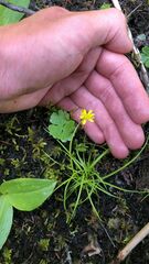 Ranunculus lapponicus