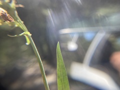 Penstemon attenuatus