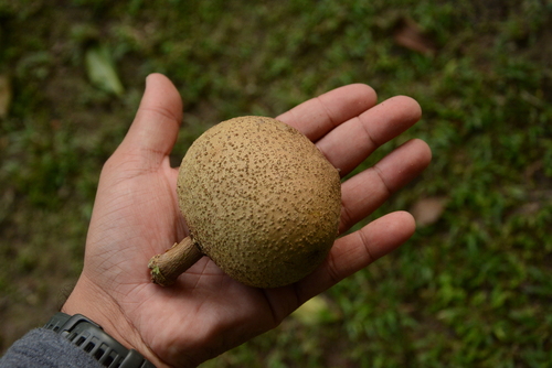 Image of Mammea americana by (c) Siddarth Machado, some rights reserved (CC BY)
