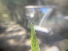 Penstemon attenuatus