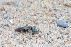 Tachysphex terminatus