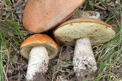 Leccinum discolor