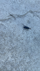 Stenomacra marginella