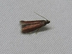 Varneria postremella