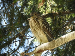 Nycticorax nycticorax