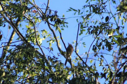 Rusty-breasted Nunlet