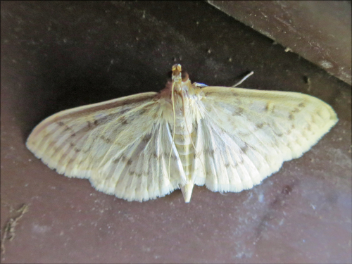 Herpetogramma fraxinalis