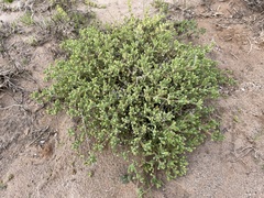 Drosanthemum oculatum
