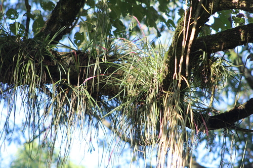 Billbergia nutans