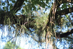Billbergia nutans