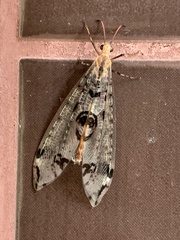 Dendroleon pantherinus