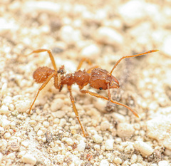 Trachymyrmex saussurei