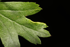 Phyllocoptes goniothorax