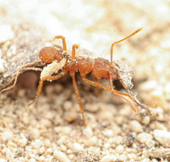 Trachymyrmex saussurei