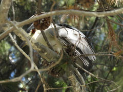 Nycticorax nycticorax