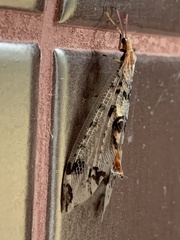 Dendroleon pantherinus