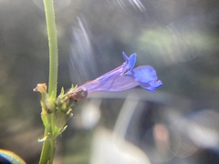Penstemon attenuatus
