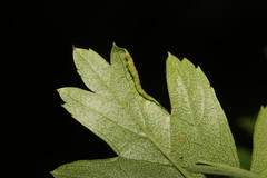 Phyllocoptes goniothorax