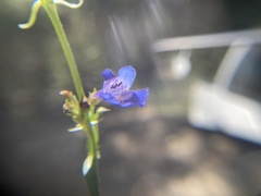 Penstemon attenuatus